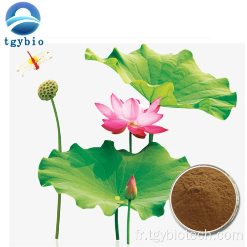 Produit de perte de poids Extrait de feuilles de lotus en poudre nuciférin